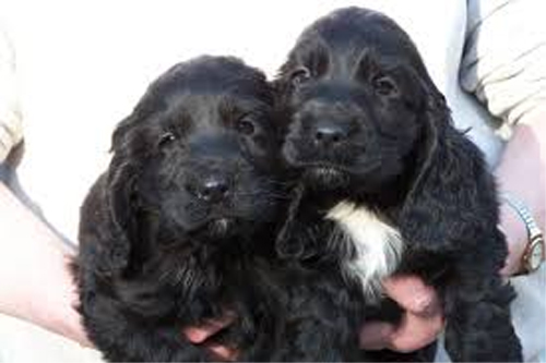 English Corkie puppies